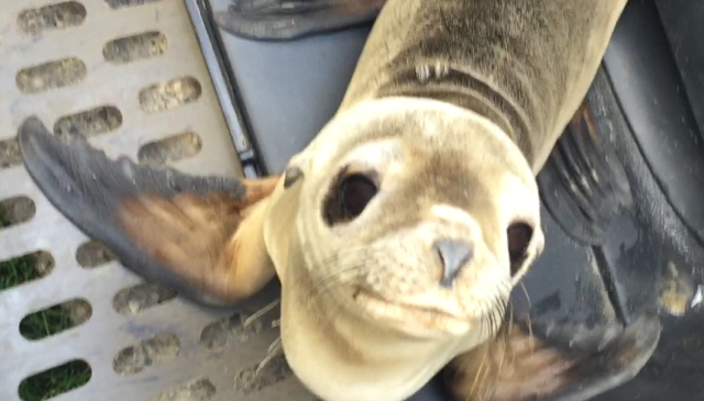 MamaBear executive helped rescue the baby sea lion with the help of the respected California Wildlife Center
